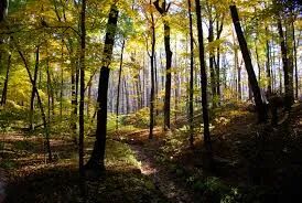 Újhartyán park (ELŐKÉSZÜLETBEN)